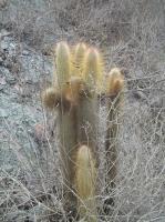 Cleistocactus-hyalacanthus-RMSD214.jpg